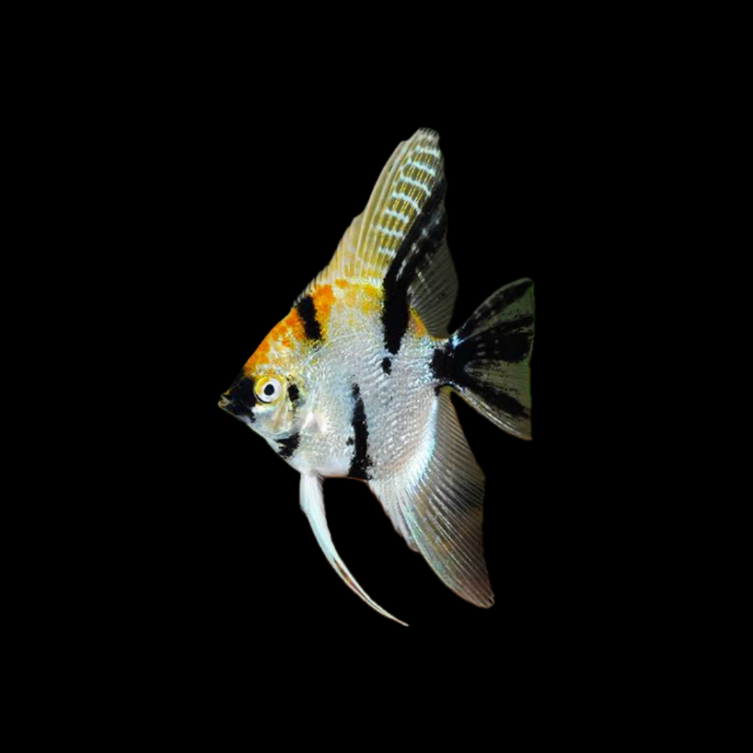 Koi Angelfish (3-4cm)