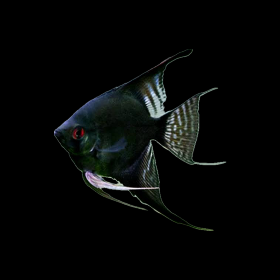 Black Angelfish (4-5cm)