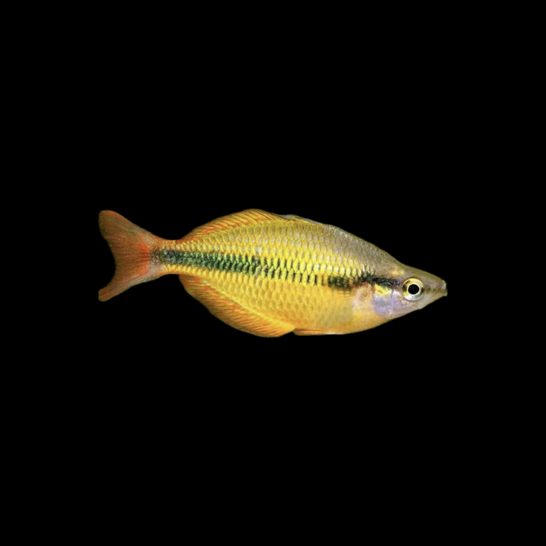 Lake Tebera Rainbowfish (Melanotaenia herbertaxelrodi) (5cm)