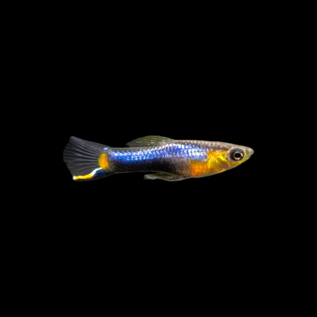Blue Star Endler