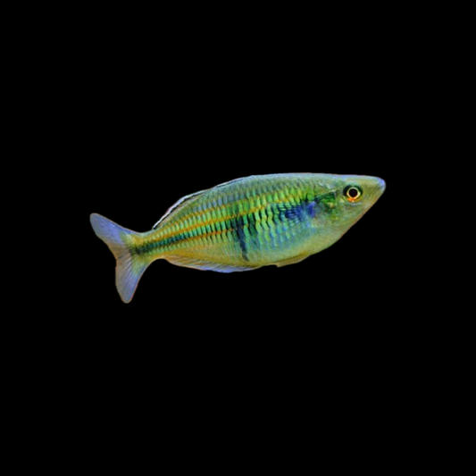 Boesemani Rainbowfish FEMALES ONLY (Melanotaenia Boesemani) (4cm)