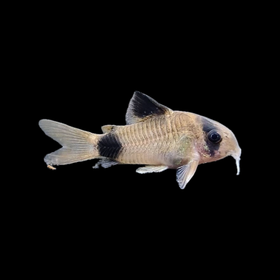 Panda Corydoras (2-3cm)