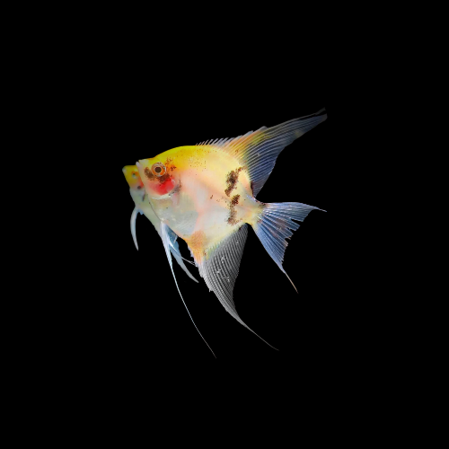 Blushing Angelfish