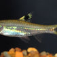 Emerald Eye Rasbora (4cm)