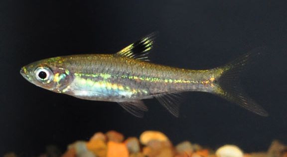 Emerald Eye Rasbora (4cm)