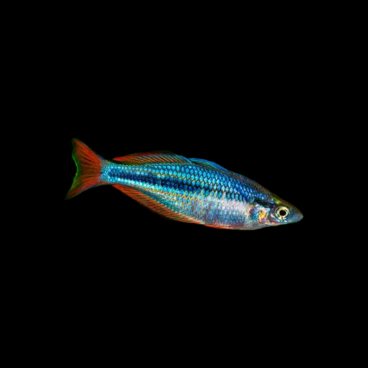 Highland Rainbowfish (Chilatherina campsi) (4cm)