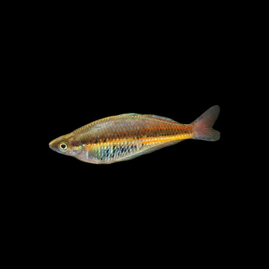 Ramu Rainbowfish (Glossolepis ramuensis) (4cm)