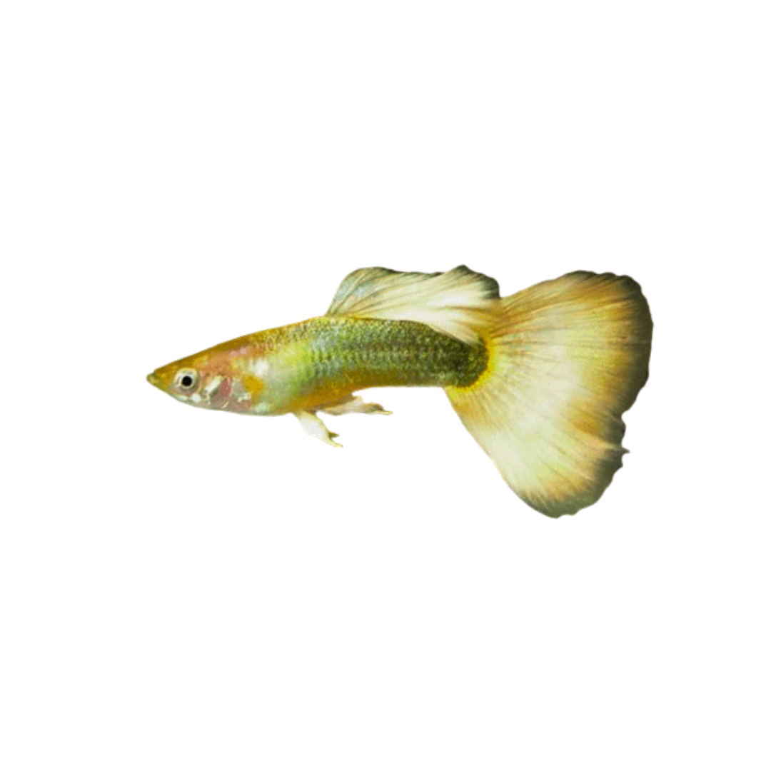 24k Full Gold Guppy - Pairs Only (Poecilia reticulata) (Live Fish)