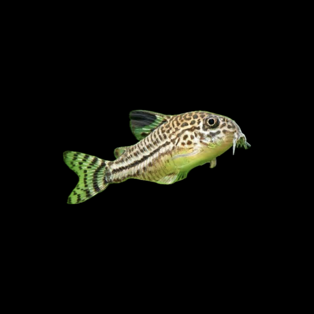 Julii Corydoras - Leopard Corydoras (3-4cm)