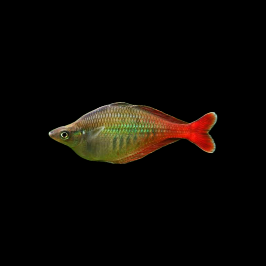 Bleheri Rainbowfish (Chilatherina bleheri) (4cm)