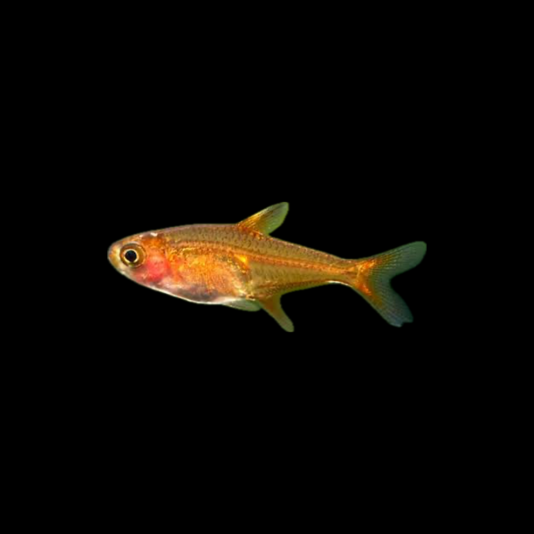 Ember Tetra (2cm)