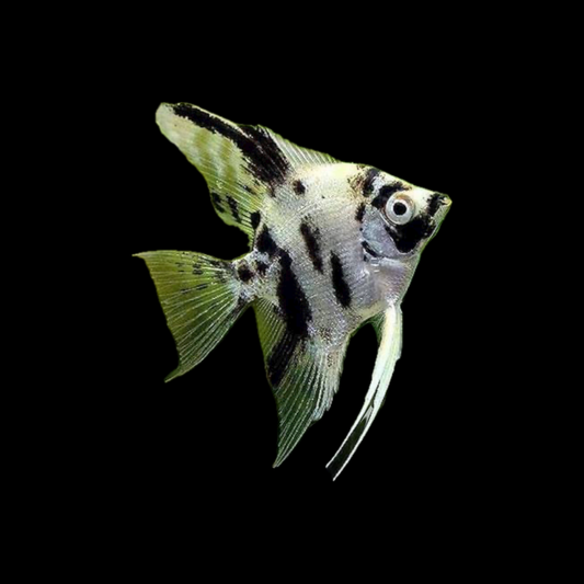 Panda Angelfish (4-5cm) - Local Bred