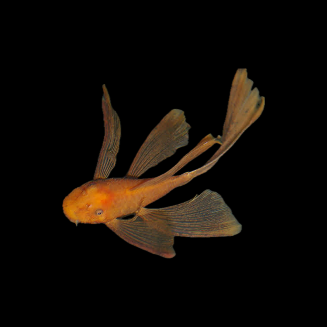 Longfin Super Red Bristlenose (4-5cm) - Local Bred