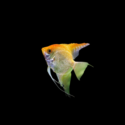 Gold Angelfish