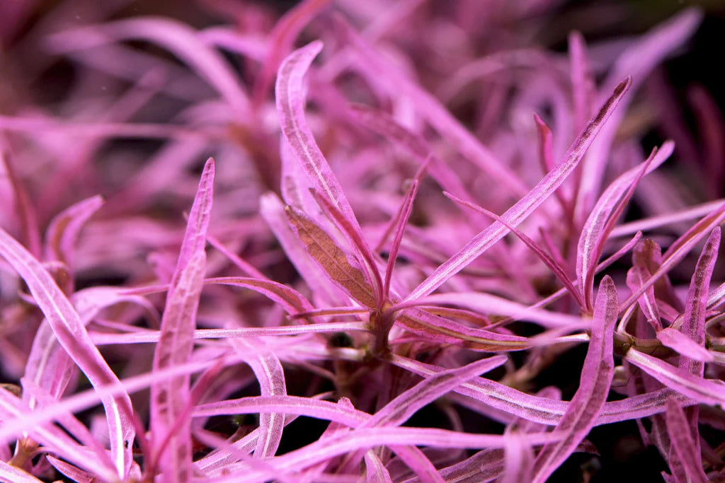 Hygrophila sp Chai | Tissue Culture