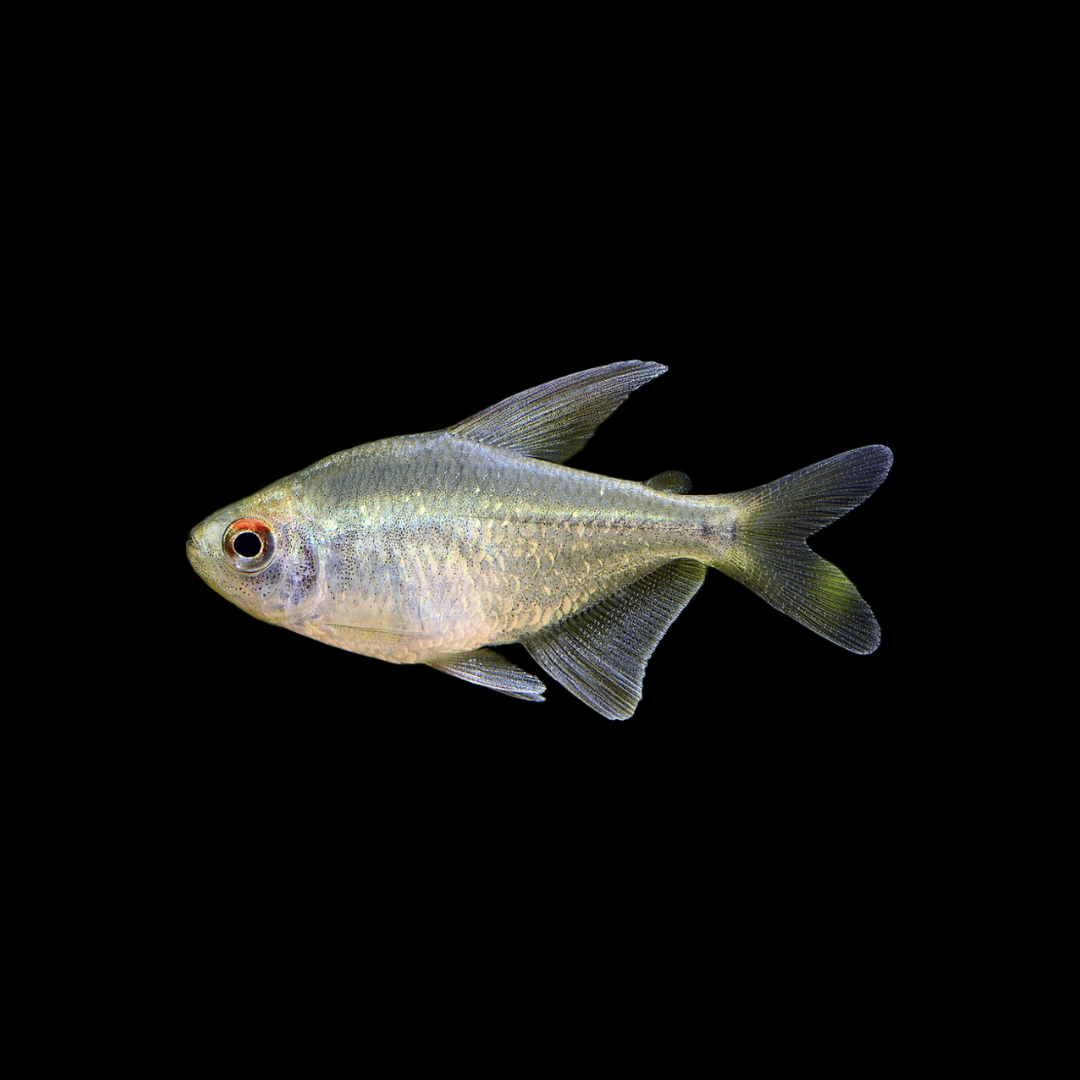 Diamond Tetra (2cm)