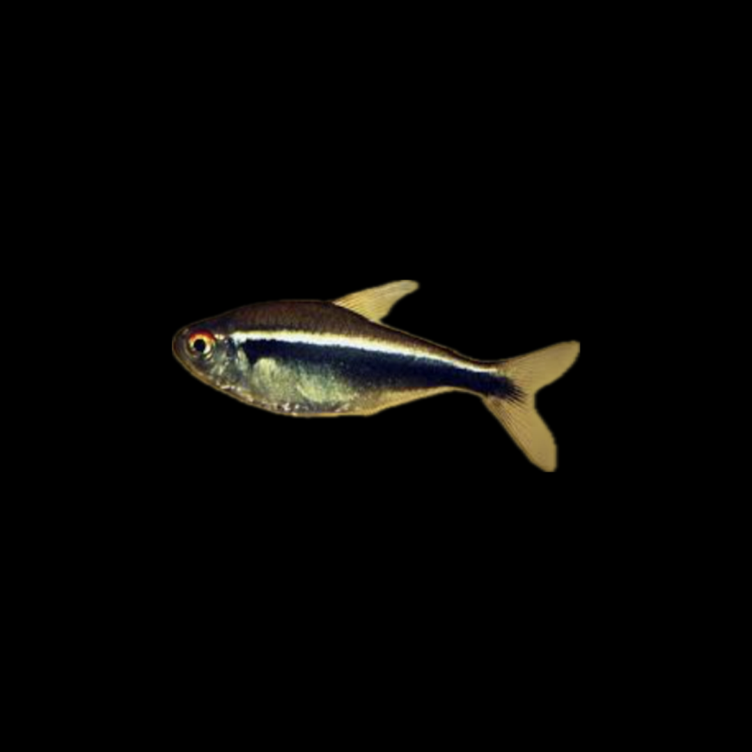 Black Neon Tetra (2cm)