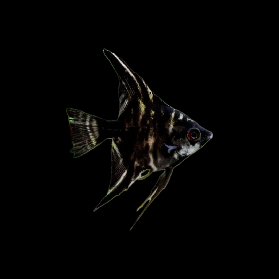 Dark Marble Angelfish - (3.5 - 4cm)