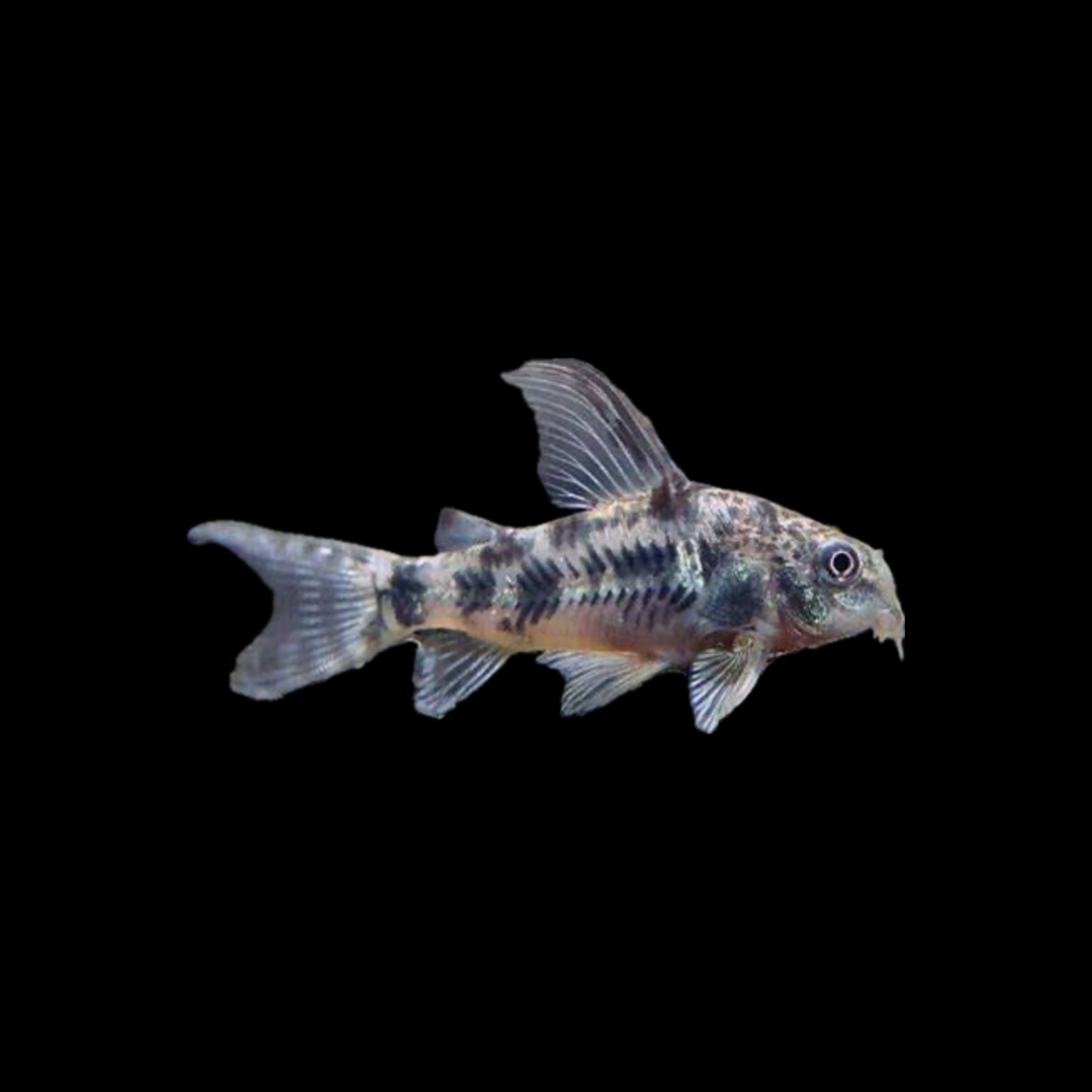 Longfin Peppered Corydoras (3-4cm)