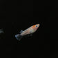 Red Cliff Kohaku Medaka Rice Fish