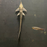 Longnose Whiptail Catfish (Sturisoma barbatum) (Live Fish)