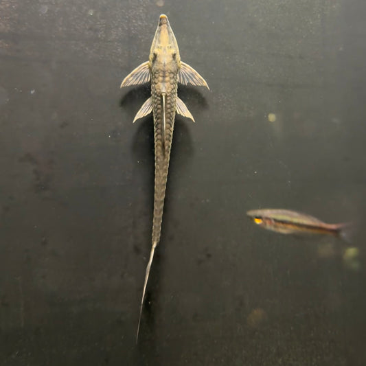 Longnose Whiptail Catfish