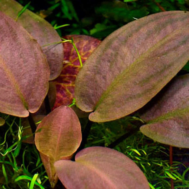 Lagenandra meeboldi (Bleeding Heart) | Tissue Culture