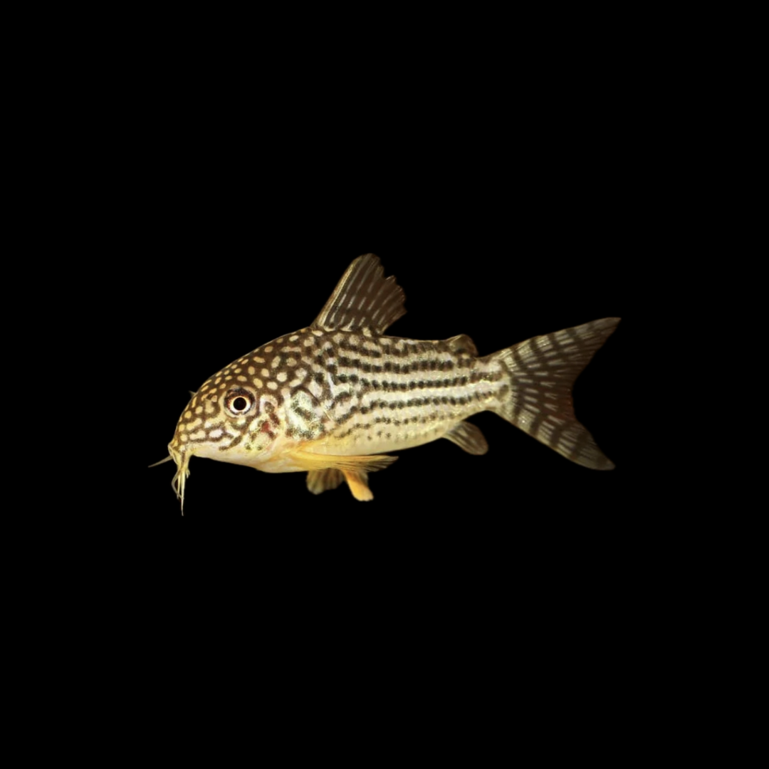 Sterbai Corydoras (3-4cm)