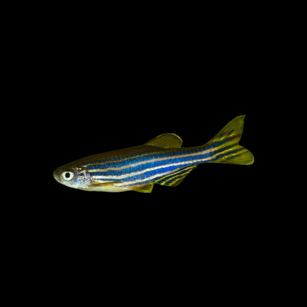 Zebra Danio (2-3cm)