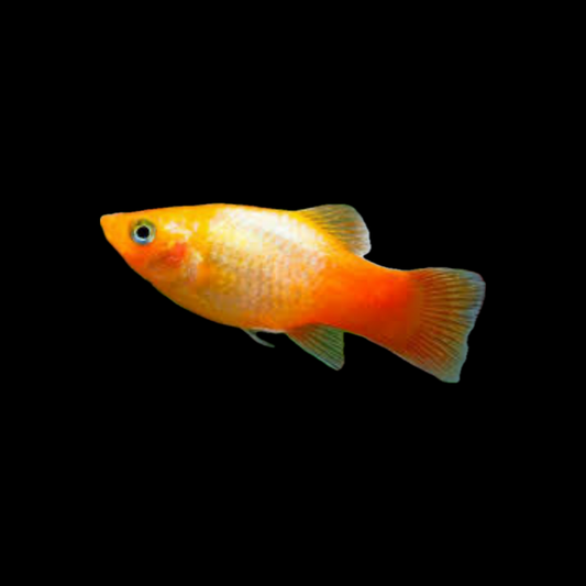 Sunset Platy (3cm)