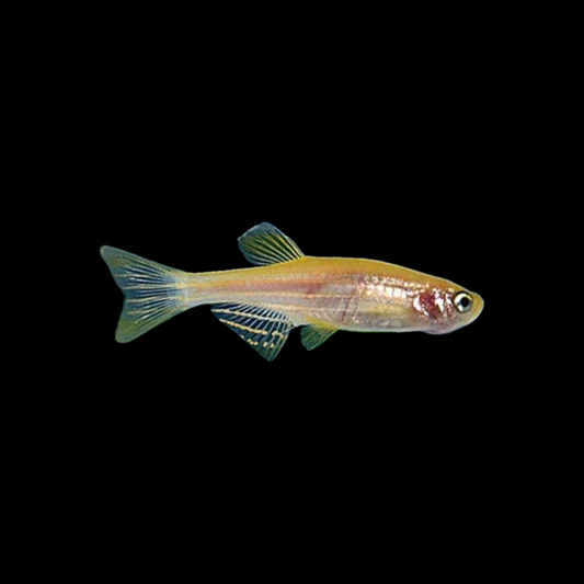 Gold Danio (2-3cm)