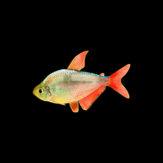 Red Blue Columbian Tetra (4-5cm)