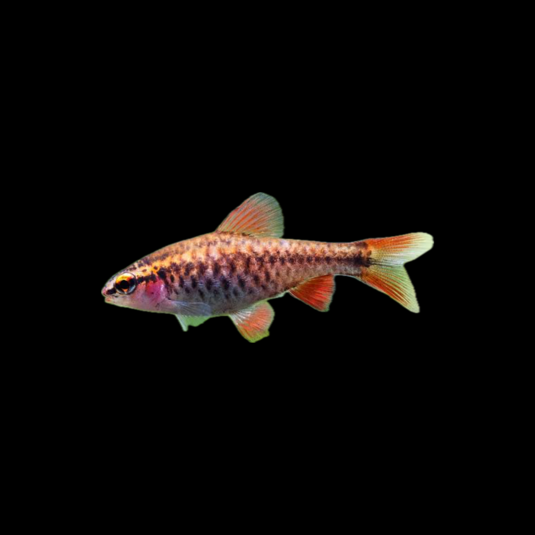 Cherry Barb