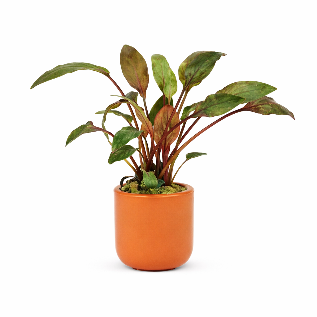 Crypt Wendtii 'Brown' - Pot (Live Plant)