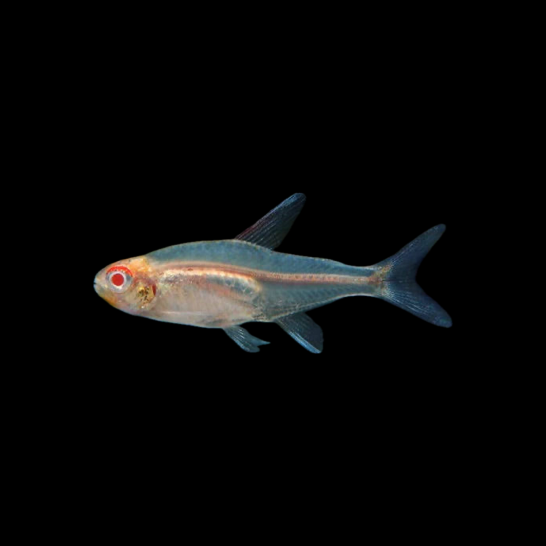 Albino Glowlight Tetra (2cm)