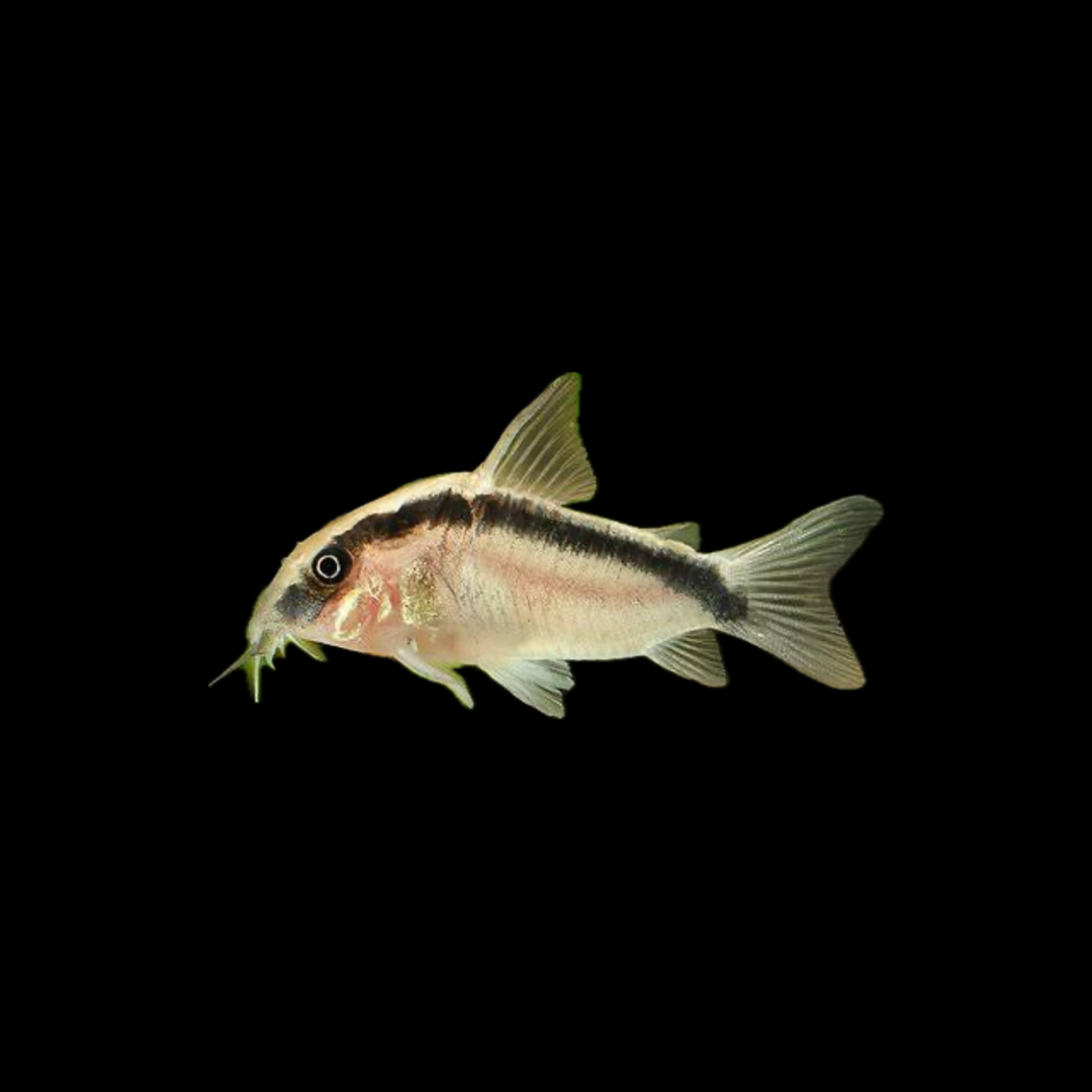 Skunk Corydoras
