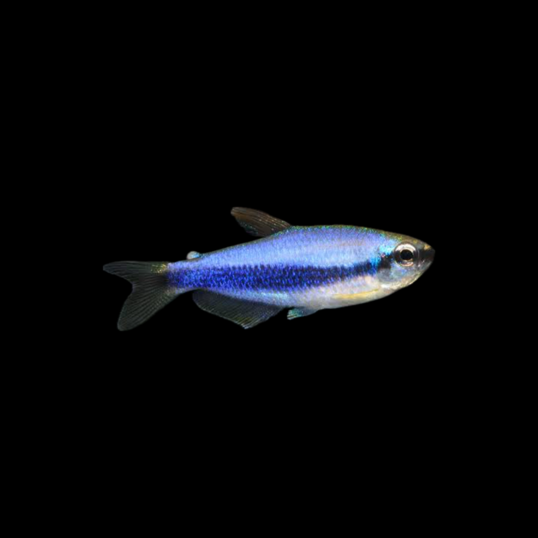 Blue Emperor Tetra (2.5cm)