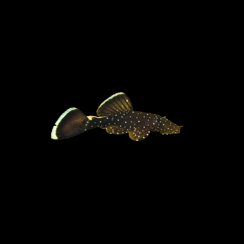 Peppermint Bristlenose Plecos L183 (3-4cm)