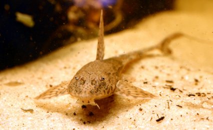 Common Whiptail Catfish (Rineloricaria eigenmanni) (3.5cm) - Local Bred