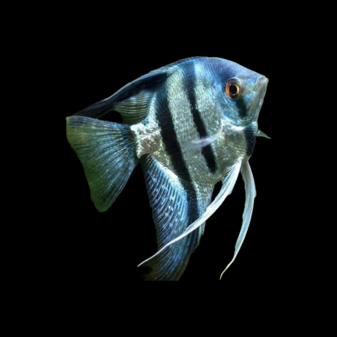 Sapphire Blue Angelfish (4-5cm)