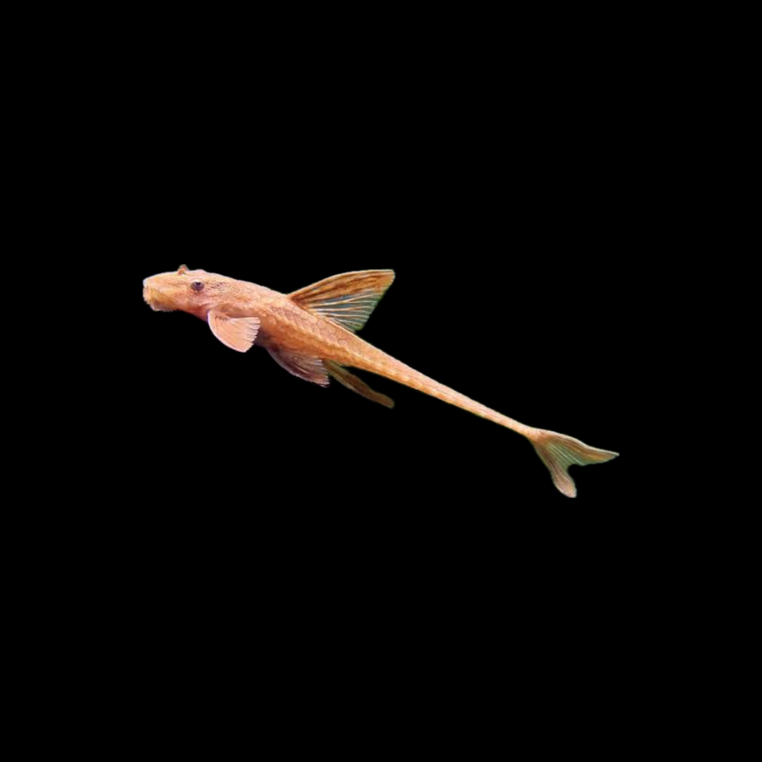 Red Whiptail Catfish