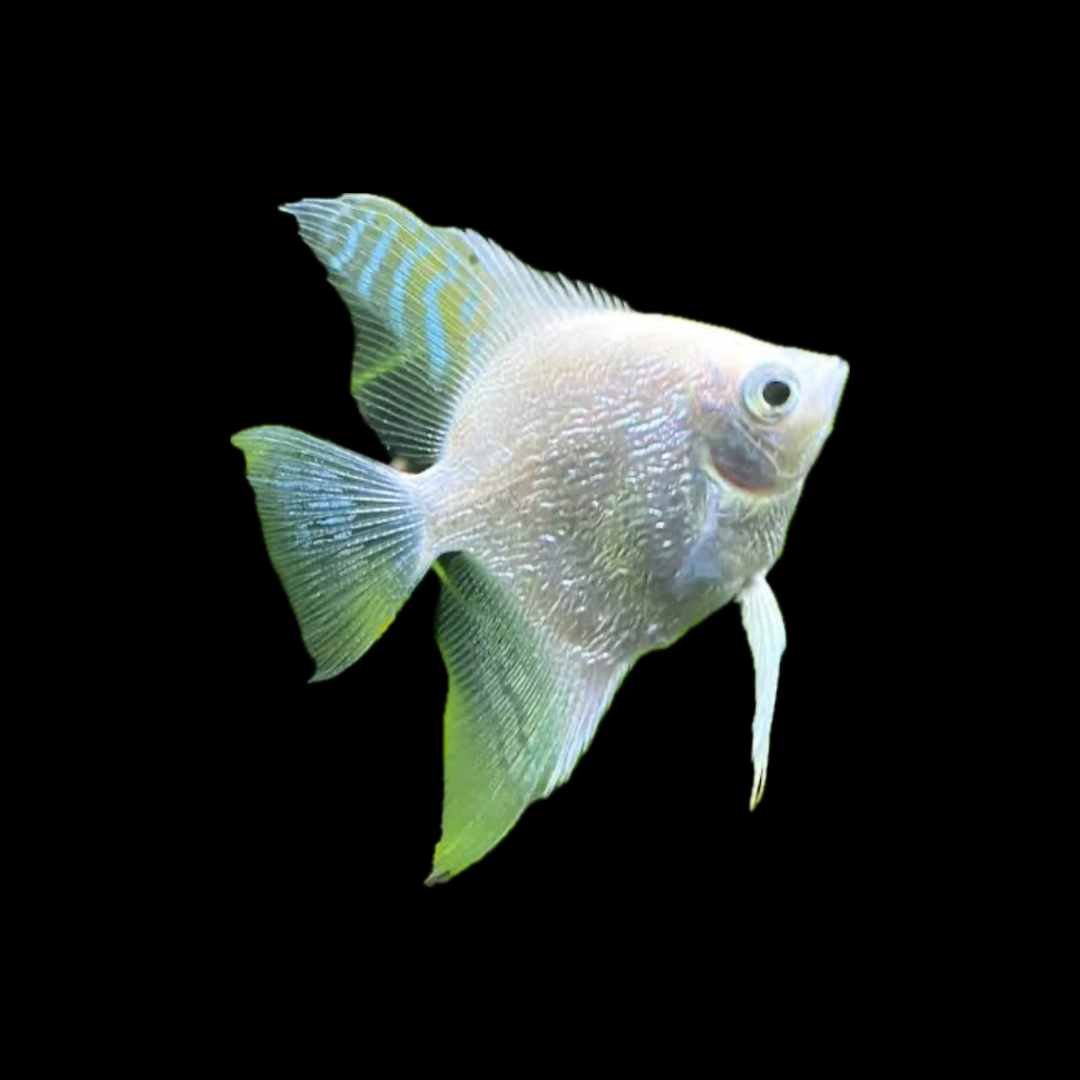 Pearl Scale Platinum Angelfish (4-5cm)