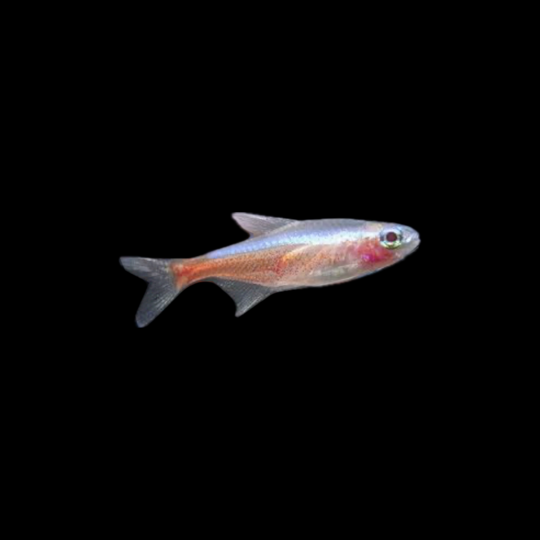 Albino Neon Tetra (2cm)
