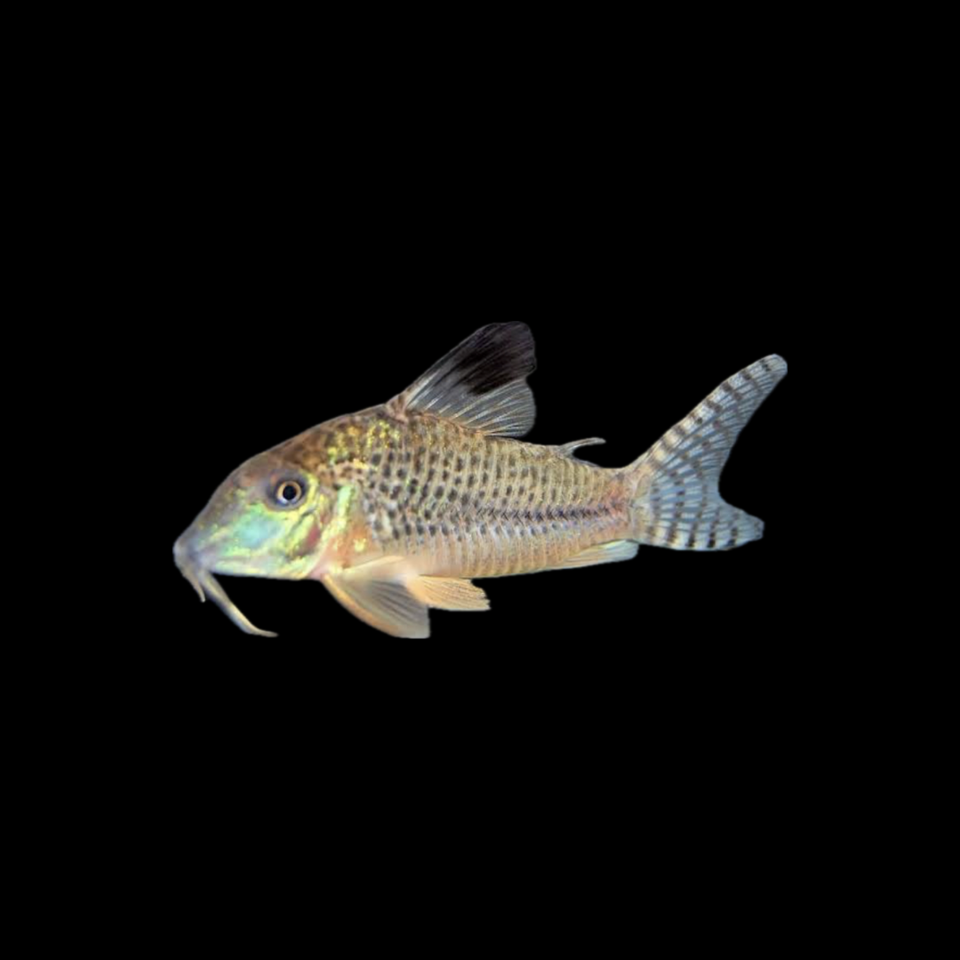 Acutus Corydoras (3-4cm)