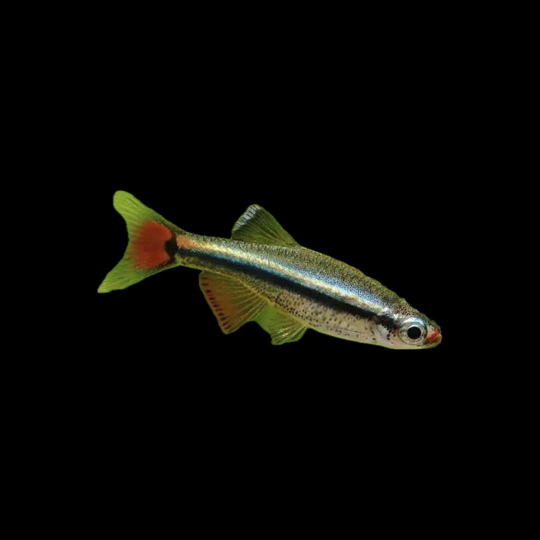 White Cloud Minnow - Home Bred