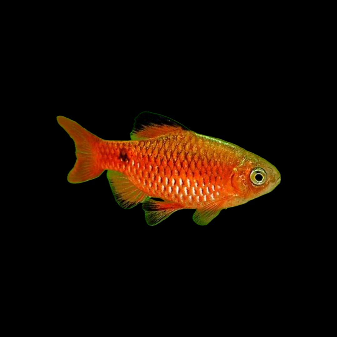 Chilli Rosy Barb (3cm)