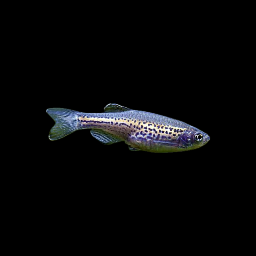 Leopard Danio (2-3cm)