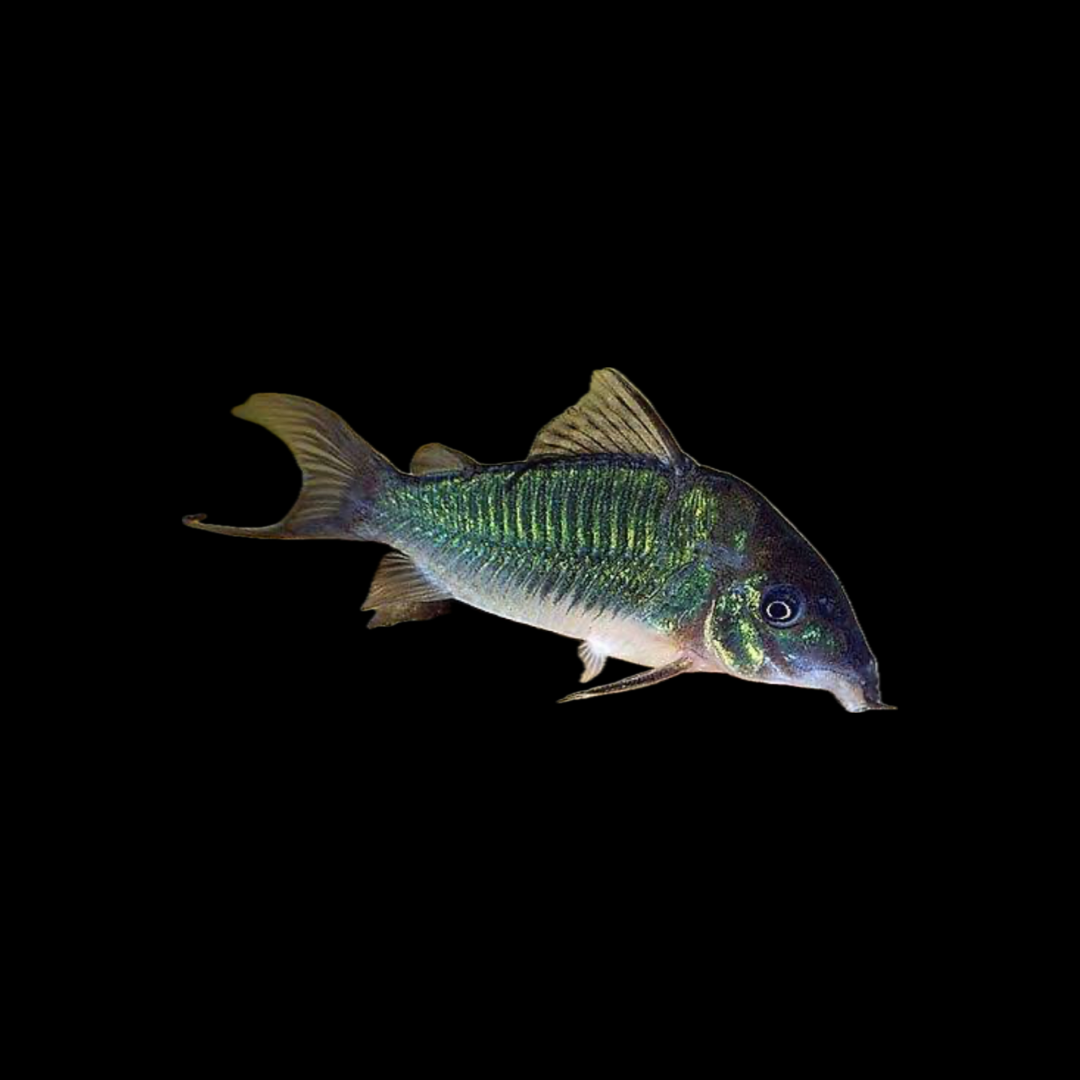 Emerald Green Corydoras (3-4cm)