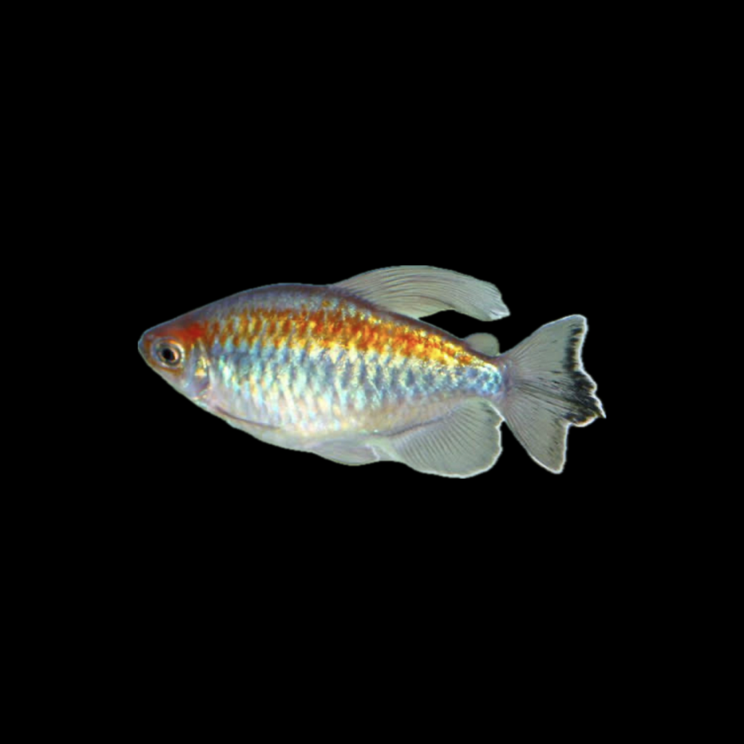 Congo Tetra