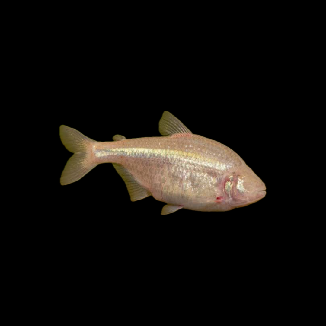 Blind Cave Tetra (3cm)